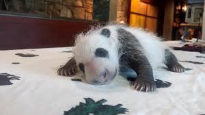 Panda 'Tintin's Glow Worldwide | पांडा ‘टिनटिन’ची जगभरात धूम Panda 'Tintin's Glow Worldwide | पांडा ‘टिनटिन’ची जगभरात धूम
