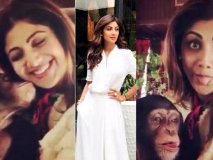 Netizens shouted Shilpa Shetty, who shared the video with Chimpanzee, but why? | चिंपाजीबरोबर व्हिडीओ शेअर करणाºया शिल्पा शेट्टीला नेटिझन्सनी फटकारले, पण का?