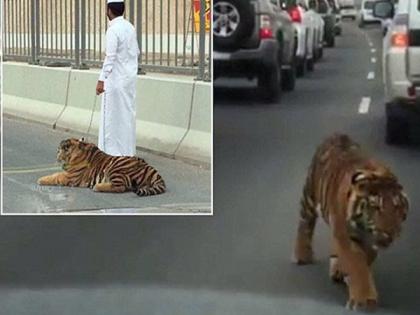 Tigers walking on the road | रस्त्यावर फिरू लागला वाघ