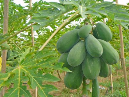The amazing benefits of raw papaya! | कच्च्या पपईचे आश्चर्यकारक फायदे ! The amazing benefits of raw papaya! | कच्च्या पपईचे आश्चर्यकारक फायदे !