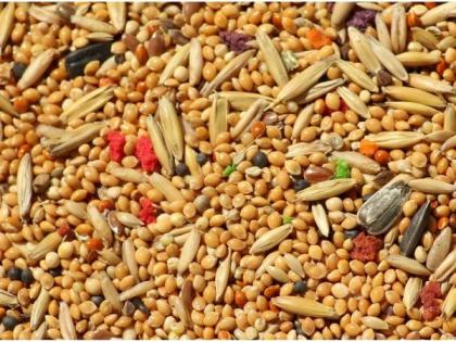 The productivity of coarse grains is not the same | भरडधान्याची उत्पादकताच ठरली नाही