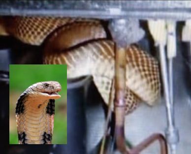 king cobra sitting in a fridge in home; Be careful, this happens only in the cold, winter | Cobra in Fridge: घरातल्या फ्रीजमध्ये किंग कोब्रा वेटोळे घालून बसलेला; सावध रहा, थंडीतच असे प्रकार होतात