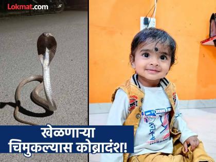 घरात कोब्रा शिरला अन् होत्याचं नव्हतं झालं; जिन्यात खेळणाऱ्या बालकास दंश, उपचारापूर्वीच अंत - Marathi News | Cobra Attack at Home in Chhatrapati Sambhajinagar's Kubefal: Toddler Shambhu Dandge Passes Away Before Reaching Hospital. | Latest chhatrapati-sambhajinagar News at Lokmat.com
