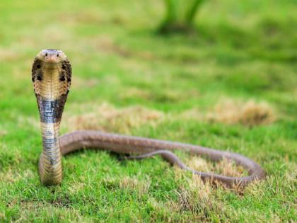 'Fear snakes not leopards'; No one dares to catch a snake in the forest department | 'बिबट्याची नाही सापांची भीती!'; वन विभागात कुणातच नाही साप पकडण्याची हिंमत