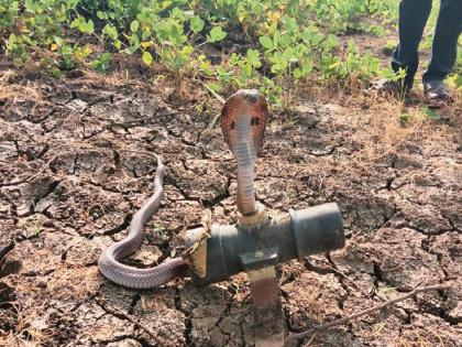 Cobras shelter in sprinkler sets as heat rises; The farmer panicked | गर्मी वाढली, कोब्राने घेतला स्पिंकलर सेटचा आश्रय; शेतकऱ्याची उडाली घाबरगुंडी