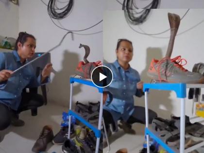 Cobra hiding inside a shoe lunges at woman trying to rescue it video goes viral on social media | Viral Video: शुजमध्ये लपून बसला होता कोब्रा, हात लावताच झपकन बाहेर आला अन् फणा काढुन उभा राहिला