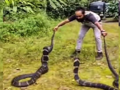 Photo with King Cobra Crime against two people from Satara | किंग कोब्रासोबत फोटो; साताऱ्यातील दोघांवर गुन्हा, कोडगू येथील फॉरेस्ट मोबाइल पथकाच्या अधिकाऱ्यांनी तीव्र केला तपास Photo with King Cobra Crime against two people from Satara | किंग कोब्रासोबत फोटो; साताऱ्यातील दोघांवर गुन्हा, कोडगू येथील फॉरेस्ट मोबाइल पथकाच्या अधिकाऱ्यांनी तीव्र केला तपास