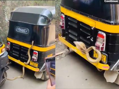 Video viral! King Cobra was trying to enter a rickshaw outside Badlapur station; A number of 10 is shown... | Video! बदलापूर स्टेशनबाहेर रिक्षात घुसू पाहत होता नाग; 10 चा आकडा दाखविला...