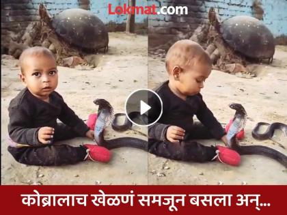 Video: Little boy plays with a king cobra like a toy! You'll be shocked to see what happens next | Video : खेळणं समजून किंग कोब्राशी खेळत बसला चिमुकला! पुढे जे घडतंय ते बघून तुम्हालाही होईल धाकधूक Video: Little boy plays with a king cobra like a toy! You'll be shocked to see what happens next | Video : खेळणं समजून किंग कोब्राशी खेळत बसला चिमुकला! पुढे जे घडतंय ते बघून तुम्हालाही होईल धाकधूक