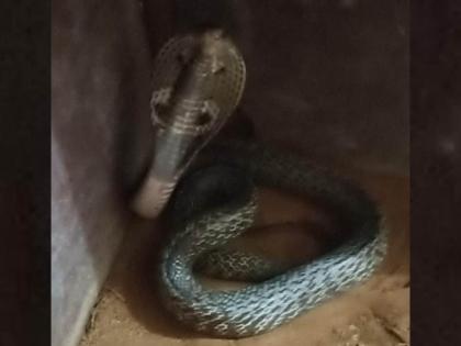 Indian Spectacle Cobra found in Lalchowki area of Kalyan | कल्याणमधील लालचौकी परिसरात आढळला इंडियन स्पेक्टिकल कोब्रा