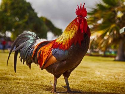 Citizens sleepless due to occasional rooster crowing in chandrapur | कुकूऽऽच कूऽ’ हा अलार्मच बिघडला; वेळीअवेळी कोंबडा आरवल्याने नागरिकांची झोपमोड