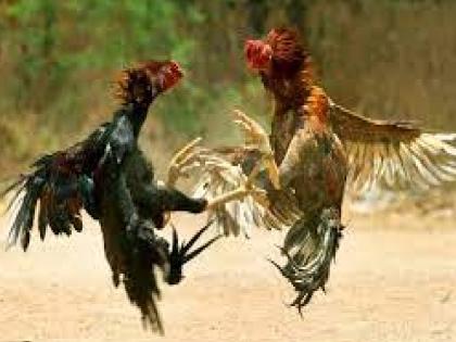 Betting lakhs on cock fight in Yamge Kolhapur, A case has been registered against six persons | Kolhapur: यमगेत कोंबड्यांच्या झुंजीवर लाखोंचा सट्टा, सहाजणांवर गुन्हा