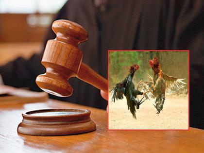 The High Court rejected the demand to legalize cockfight in the state | राज्यात कोंबडा झुंजी अधिकृत करण्याची मागणी उच्च न्यायालयाने फेटाळली