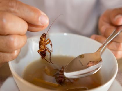 Boss doesn't pay for work, disgruntled employee leaves 20 cockroaches in kitchen, restaurant loses 22 lakhs | बॉसने कामाचे पैसे दिले नाही, नाराज कर्मचाऱ्याने किचनमध्ये सोडले 20 कॉकरोच, रेस्टॉरंटला 22 लाखांचे नुकसान