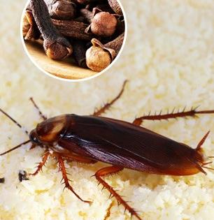 कितीही स्वच्छता करा झुरळं काही जात नाहीत? ‘हा’ उपाय करा- एक झुरळ घरात दिसणार नाही