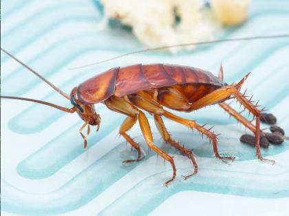 A cockroach entered the sleeping person's nose and what happened next, even the doctor was shocked in china | झोपलेल्या व्यक्तीच्या नाकात झुरळ शिरले अन् पुढे जे काही घडले, ते पाहून डॉक्टरही चक्रावून गेले!