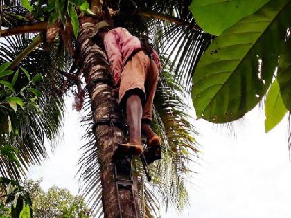 tree climbing job Salary will be 2.5 lakh rupees | झाडावर चढण्याची नोकरी; पगार मिळणार अडीच लाख रुपये