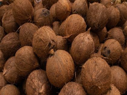 Coconut prices soar during Navratri festival! Despite a 10 to 15 percent increase in prices, 3 lakh coconuts are sold daily | नवरात्रोत्सवात नारळाचे दर तेजीत! दरात १० ते १५ टक्क्यांनी वाढ तरीही दररोज ३ लाख नारळांची विक्री