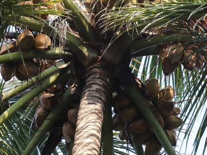 The number of traditional coconut crackers has decreased | पारंपरिक नारळ पाडेकऱ्यांची संख्या घटली