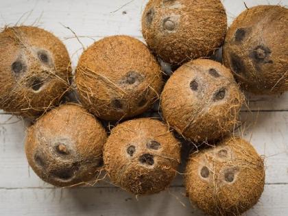 This year, Andhra Pradesh from Andhra Pradesh, Tamil Nadu, and coconut came from Bapappa | यंदा बाप्पासाठी आंध्र प्रदेश, तामिळनाडूतून आले नारळ