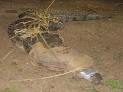 A crocodile weighing 150 kg and ten feet long was caught in a swamp in Karad taluka satara district | सातारा: दहा फूट लांब, दीडशे किलो वजनाची मगर अखेर जेरबंद, दोन दिवसांपासून माजविली दहशत