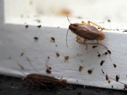 get 1.5 lakh for keeping cockroaches in home company's offer | कायच्या काय! घरात झुरळं पाळा अन् लाखो रुपये कमवा, कंपनीची अजब ऑफर