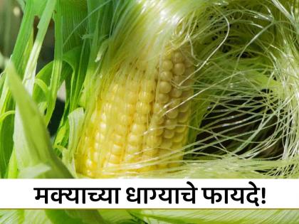 Corn silk diet benefits did you know corn silk health benefits for digestion diabetes and bones | मक्याच्या धाग्याचे फायदे वाचून व्हाल अवाक्, वाचाल तर कधीच फेकणार नाही!