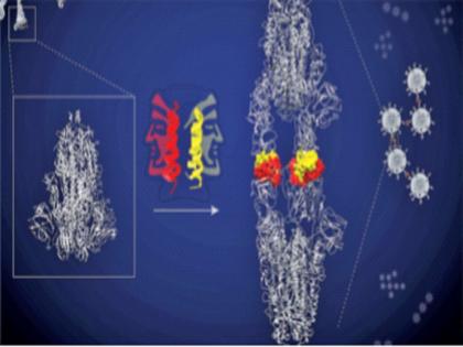 Corona virus-preventing miniprotein prepared, research by IISC, Bangalore | कोरोना विषाणूला रोखणारे मिनीप्रोटीन केले तयार, बंगळुरू येथील आयआयएससीचे संशोधन