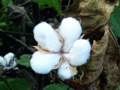 Native Bt cotton flowery! | देशी बीटी कापूस फुलला!