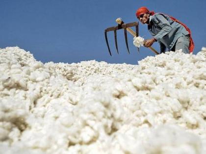 Relief to farmers: Cotton procurement begins in the state from Wednesday | शेतकऱ्यांना दिलासा:  बुधवारपासून राज्यात कापूस खरेदीस सुरुवात 