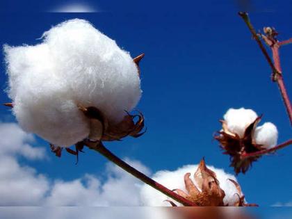 Cotton price falls by Rs 800 due to SEBI; Confusion among farmers and traders | ‘सेबी'मुळे कापसाच्या दरात ८०० रुपयांची घसरण; शेतकऱ्यांसह व्यापाऱ्यांमध्ये संभ्रम