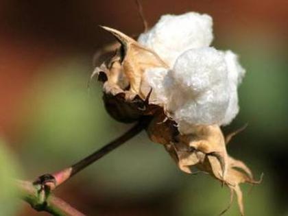 Pre-monsoon cotton sowing movement! | मान्सूनपूर्व कापूस पेरणीच्या हालचाली!