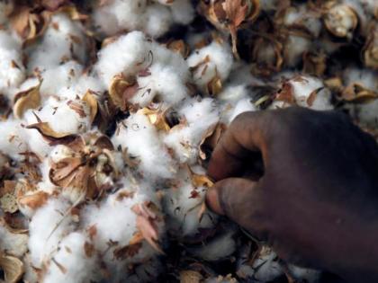 Cotton stored in a home is considered to be health hazardous | घरात साठवलेला कापूस ठरत आहे आरोग्यास घातक