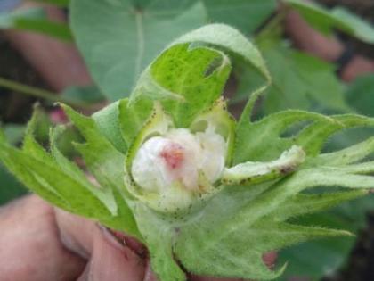 White gold turned black; Look at the lenders on the cotton crop | पांढरे सोने झाले काळे; कपास पिकावर सावकारांची करडी नजर