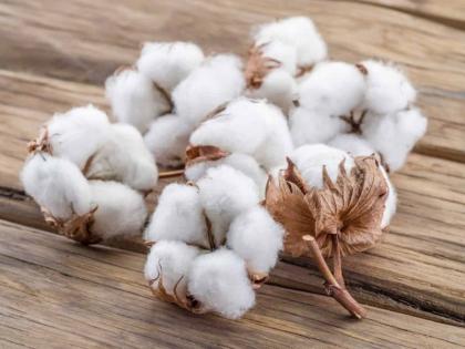 For the first time in 50 years, cotton has jumped on ten thousand | दिलासादायक; ५० वर्षांत पहिल्यांदाच कापसाची दहा हजारांवर उडी