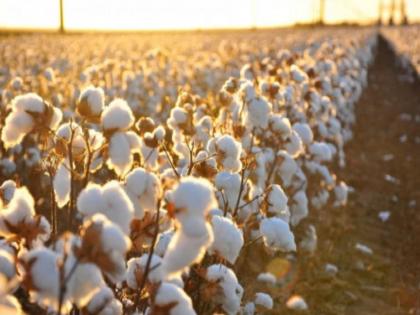 अतिवृष्टीनंतर आता चोरट्यांचा डल्ला; शेतातून काढणीला आलेला कापूस वेचून नेला; शेतकरी त्रस्त अतिवृष्टीनंतर आता चोरट्यांचा डल्ला; शेतातून काढणीला आलेला कापूस वेचून नेला; शेतकरी त्रस्त