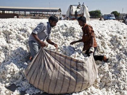 Lockdown Efect: Millions of quintals of cotton stock in farmers home | Lockdown Efect : लाखो क्विंटल कापूस शेतकऱ्यांकडे पडून!