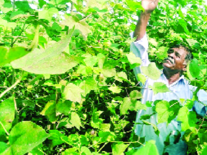 Bonds are negligible for a man's height cotton crop in Biloli | माणूसभर उंचीच्या कपाशीला बोंडे नगण्यच