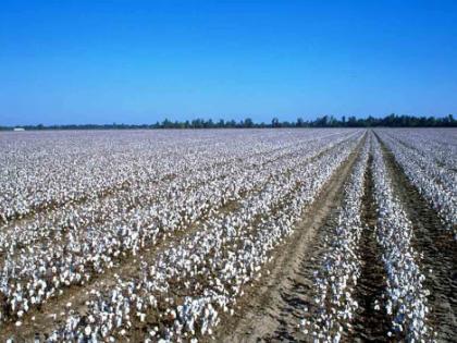 In Nagpur district, the area under cotton cultivation has increased by 10,000 hectares | नागपुरात जिल्ह्यात कापूस लागवडीच्या क्षेत्रात १० हजार हेक्टरने वाढ