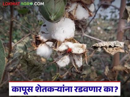 latest news Cotton Farmer Crisis: Cotton farmers' 'white gold' turns black; Crisis deepens as prices fall | Cotton Farmer Crisis : कापूस शेतकऱ्यांचे 'पांढरे सोने' काळवंडले; दर घसरल्याने संकट अधिकच गडद latest news Cotton Farmer Crisis: Cotton farmers' 'white gold' turns black; Crisis deepens as prices fall | Cotton Farmer Crisis : कापूस शेतकऱ्यांचे 'पांढरे सोने' काळवंडले; दर घसरल्याने संकट अधिकच गडद