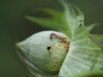 434.11 crores assistance to Cotton Bollworm affected farmers | बोंडअळीग्रस्त शेतकऱ्यांना ४३४.११ कोटी रुपयांची मदत