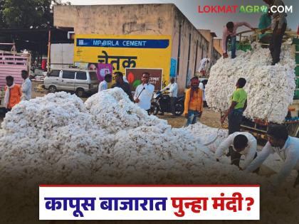 latest news Cotton Market: Big reversal in the cotton market; Will there be a break in the uptrend? Read in detail | Cotton Market : कापूस बाजारात मोठा उलटफेर; तेजीला ब्रेक लागणार का? वाचा सविस्तर latest news Cotton Market: Big reversal in the cotton market; Will there be a break in the uptrend? Read in detail | Cotton Market : कापूस बाजारात मोठा उलटफेर; तेजीला ब्रेक लागणार का? वाचा सविस्तर