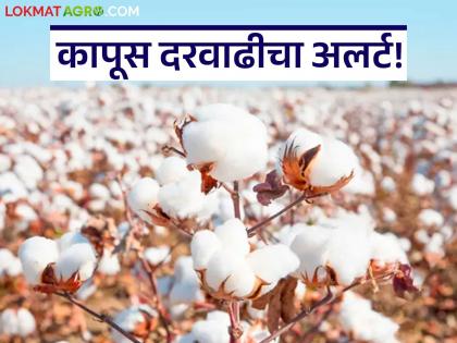latest news Cotton Market Update: Cotton prices at Rs 7,600; Direct impact of dollar appreciation | Cotton Market Update : कापसाचे दर ७,६०० रुपयांवर; सरकी-डॉलर वाढीचा थेट परिणाम latest news Cotton Market Update: Cotton prices at Rs 7,600; Direct impact of dollar appreciation | Cotton Market Update : कापसाचे दर ७,६०० रुपयांवर; सरकी-डॉलर वाढीचा थेट परिणाम