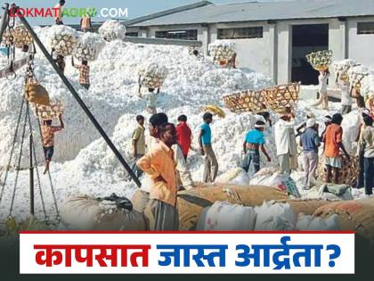 latest news Cotton Market Update: Cotton purchase at guaranteed price from today, but will it be affected by 'humidity'? Read in detail | Cotton Market Update : हमीदरावर कापूस खरेदी आजपासून, पण 'आर्द्रते'चा बसेल का फटका? वाचा सविस्तर latest news Cotton Market Update: Cotton purchase at guaranteed price from today, but will it be affected by 'humidity'? Read in detail | Cotton Market Update : हमीदरावर कापूस खरेदी आजपासून, पण 'आर्द्रते'चा बसेल का फटका? वाचा सविस्तर