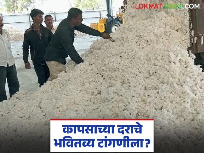latest news Cotton Market: The future of cotton prices is hanging in the balance; Read the reason in detail | Cotton Market : कापसाच्या दरांचे भवितव्य टांगणीला; काय आहे कारण वाचा सविस्तर latest news Cotton Market: The future of cotton prices is hanging in the balance; Read the reason in detail | Cotton Market : कापसाच्या दरांचे भवितव्य टांगणीला; काय आहे कारण वाचा सविस्तर