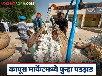Latest news cotton prices again fell by Rs 200 to 300 rupees in jalgoan district see main reason | भाववाढीला ब्रेक, 'या' कारणामुळे कापसाचे दर पुन्हा 200 ते 300 रुपयांनी घसरले, वाचा सविस्तर Latest news cotton prices again fell by Rs 200 to 300 rupees in jalgoan district see main reason | भाववाढीला ब्रेक, 'या' कारणामुळे कापसाचे दर पुन्हा 200 ते 300 रुपयांनी घसरले, वाचा सविस्तर