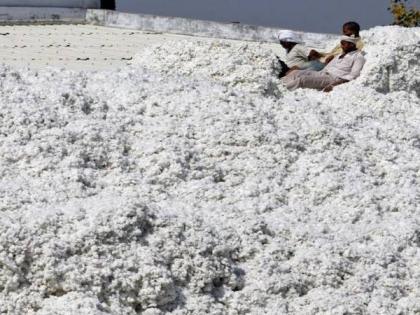 Cotton prices fall; farmers in trouble! | कापसाचे दर गडगडले; उत्पादक अडचणीत!