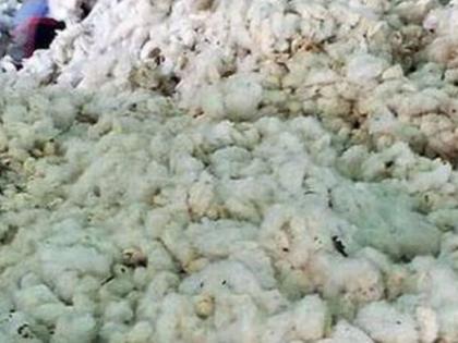 Cotton pruchsing increase at Market | ‘पणन’कडे कापसाचा ओघ!