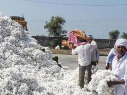 Cotton purchase stopped at Malkapur | मलकापूर येथे कापूस खरेदी झाली बंद