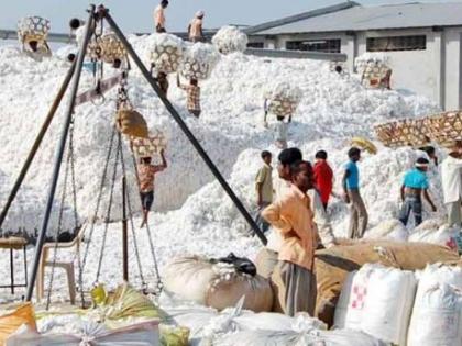 Graders of Agriculture Department at 'Panan' Cotton purchasing Center! | 'पणन' च्या कापूस खरेदी केंद्रावर कृषी विभागाचे ग्रेडर!